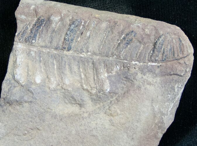 Million Year Old Fern Fossil #7456